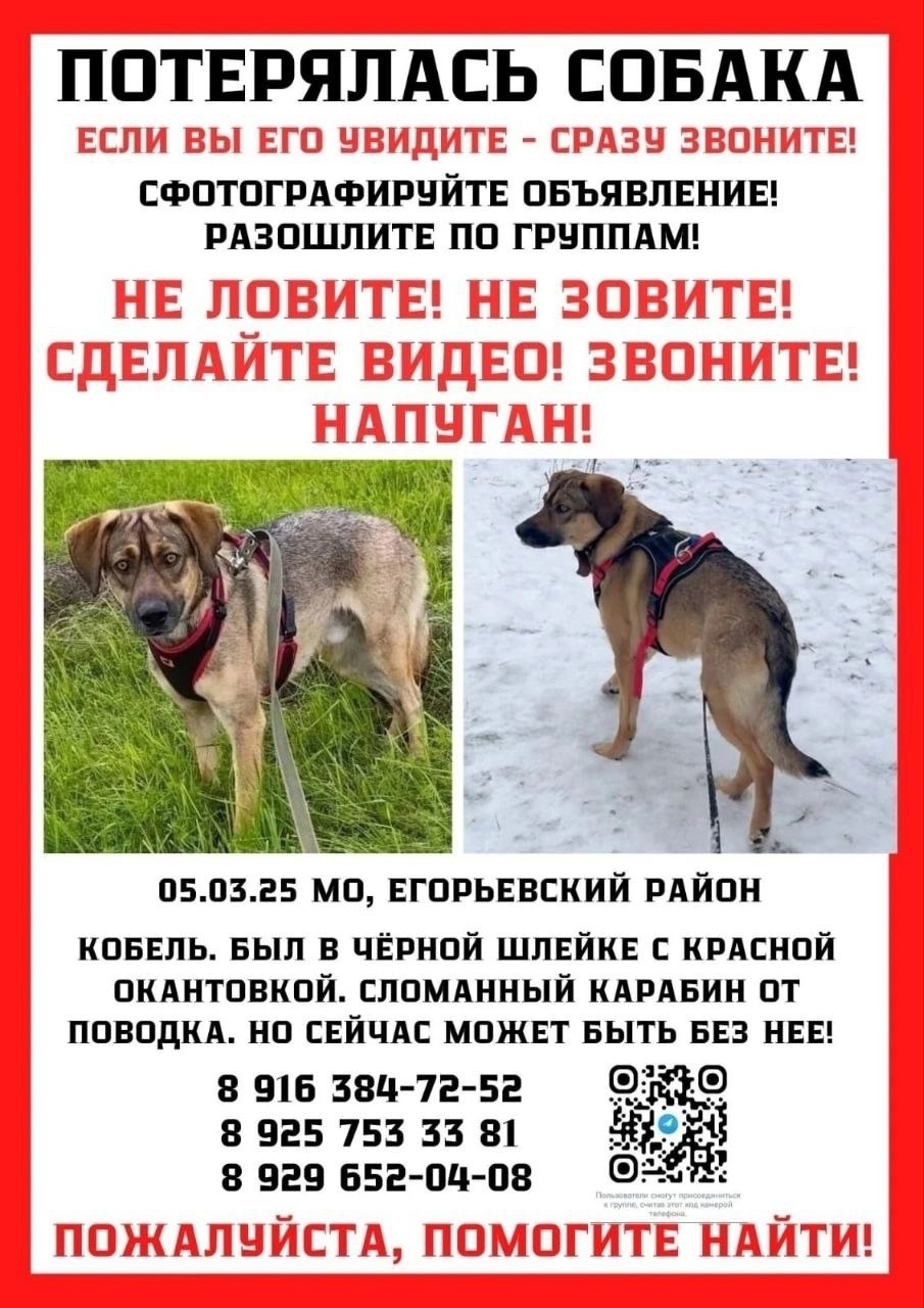 Пропала собака в Москве — фото объявления
