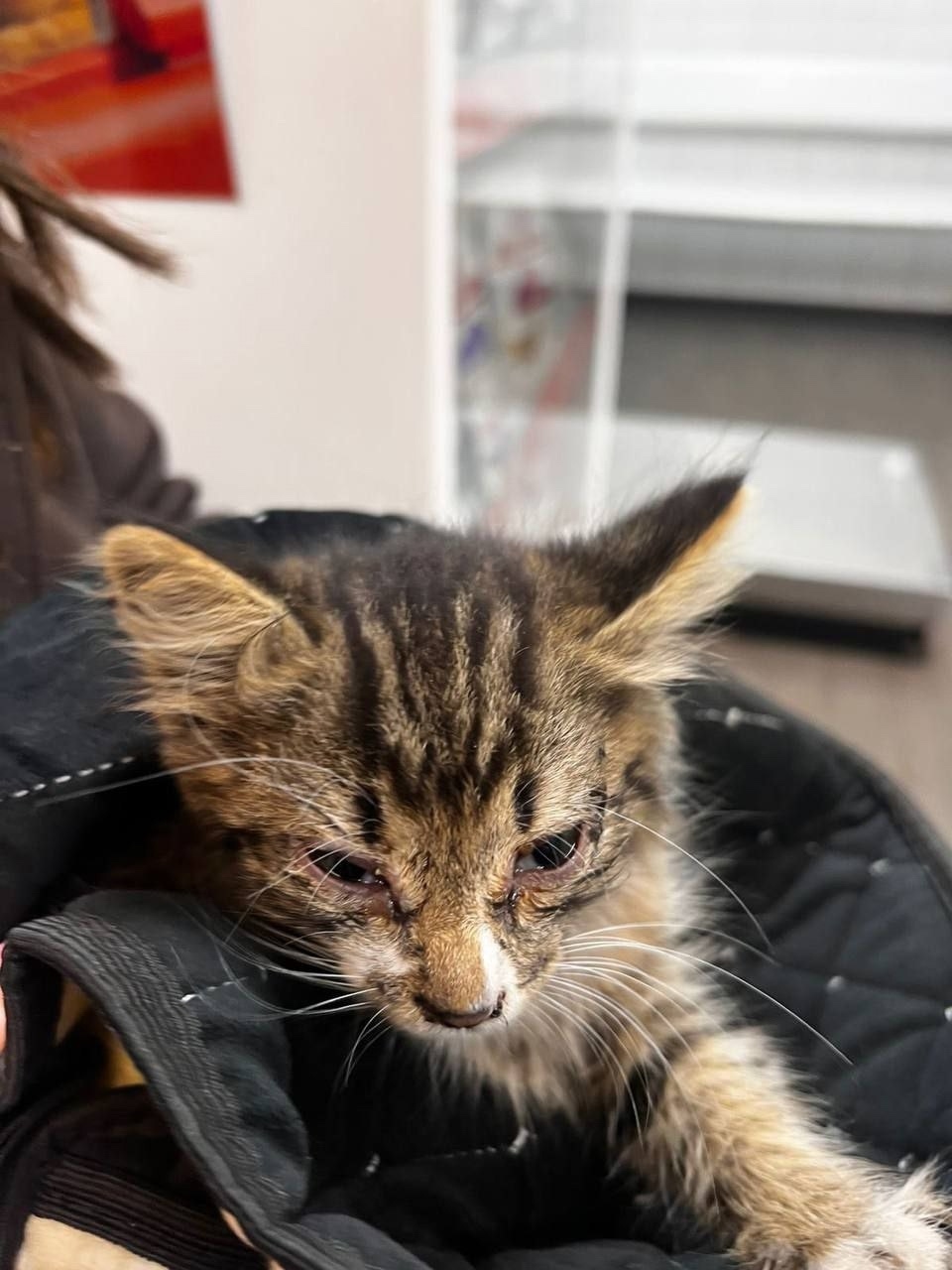 Найдена кошка в Москве — фото объявления