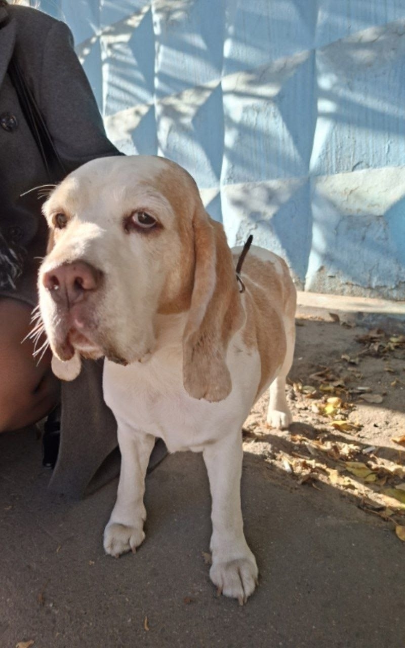 Найдена собака в Москве — фото объявления