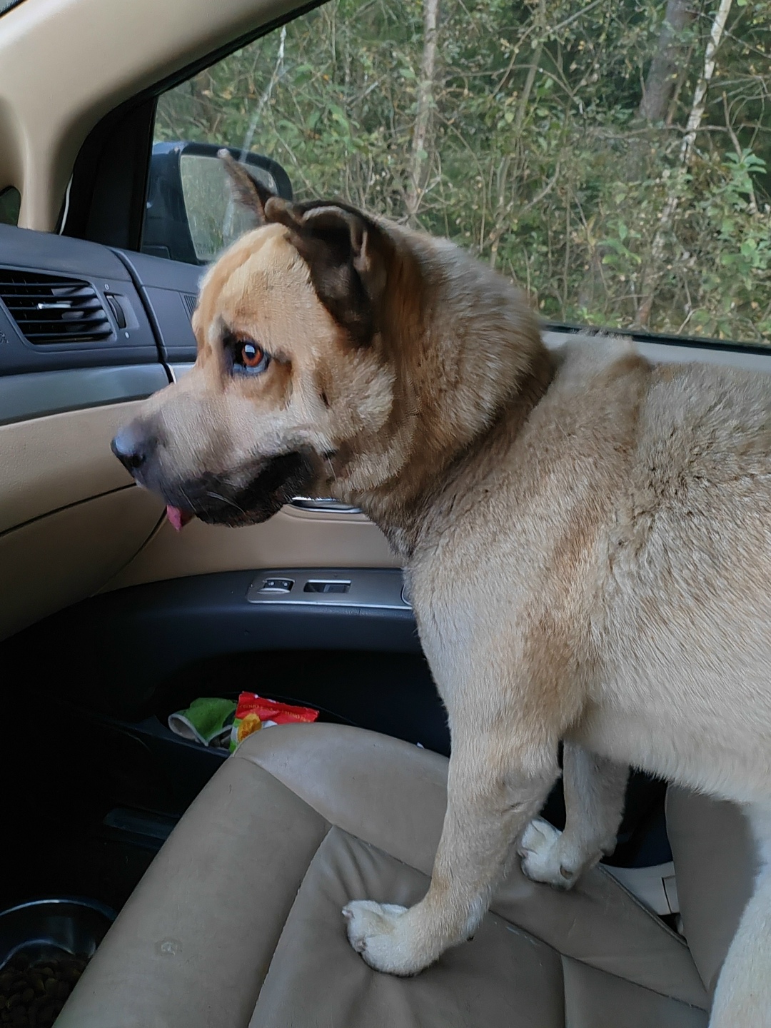 Найдена собака в Москве — фото объявления