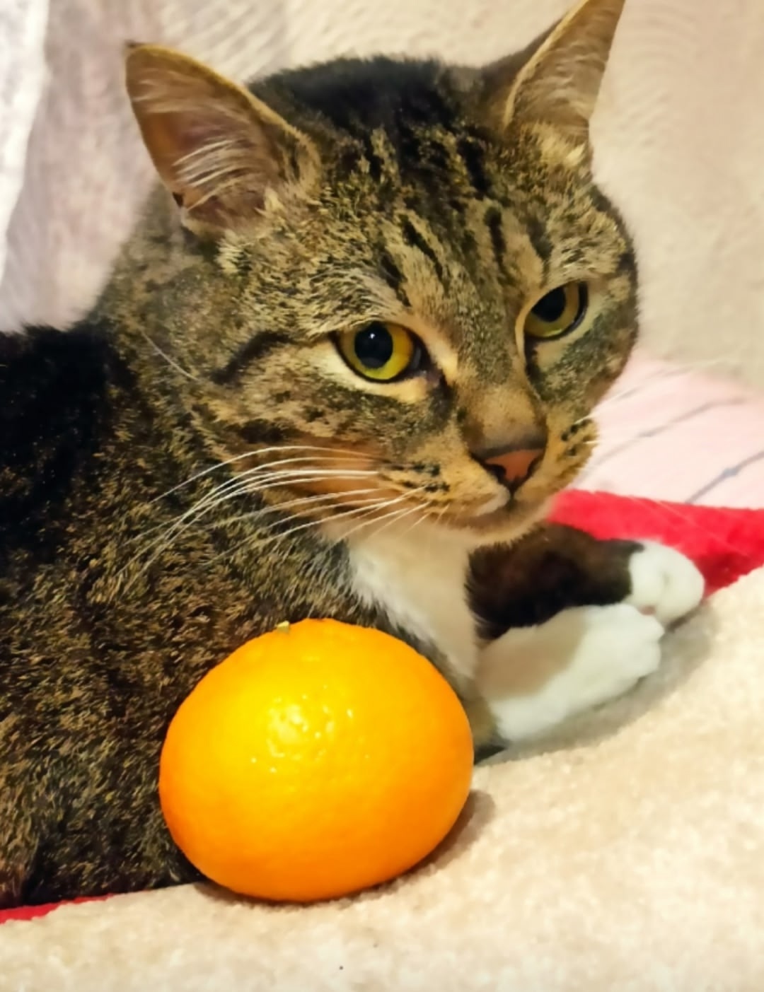 Найдена собака в Москве — фото объявления