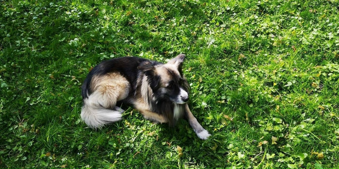 Пропала собака в Москве — фото объявления