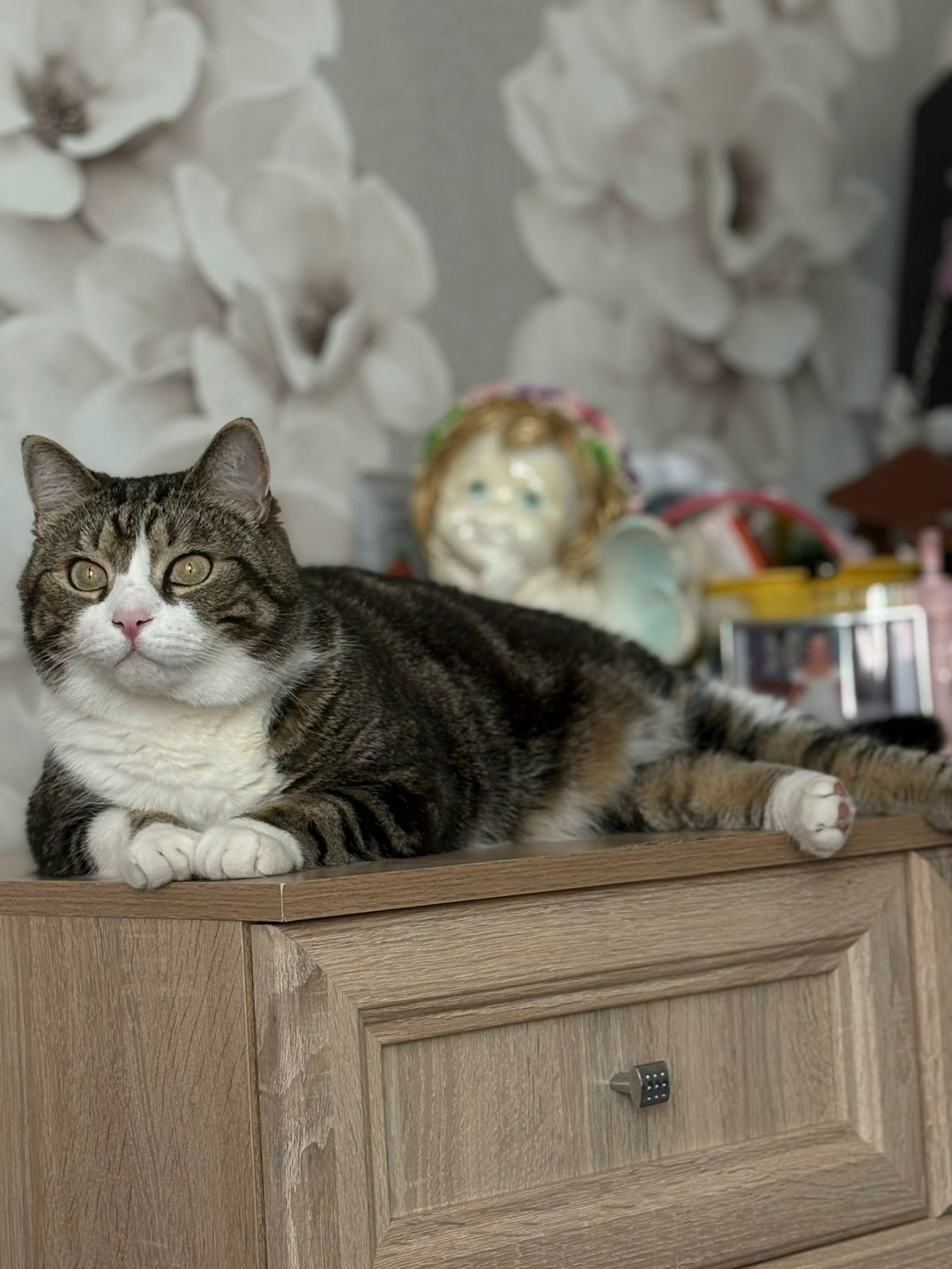 Пропала кошка в Москве — фото объявления