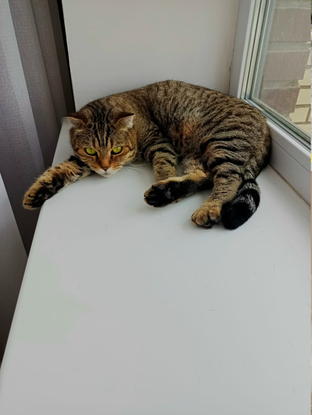 Найдена кошка в Москве — фото объявления