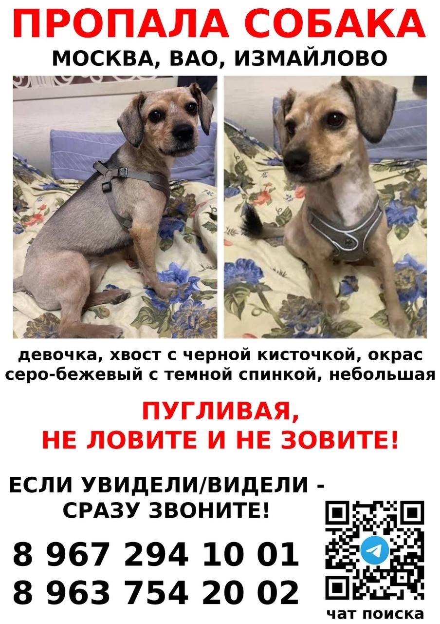 Пропала собака в Москве — фото объявления