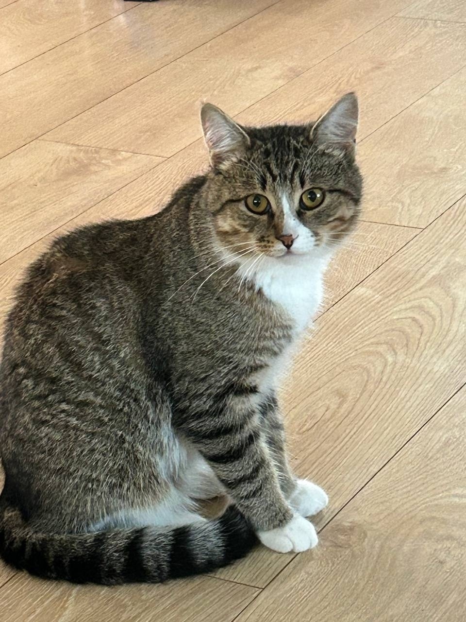 Пропала кошка в Москве — фото объявления