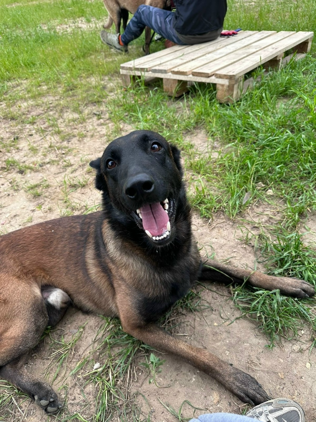 Пропала собака в Москве — фото объявления