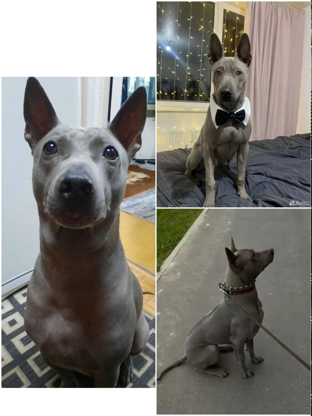 Найдена собака в Москве — фото объявления