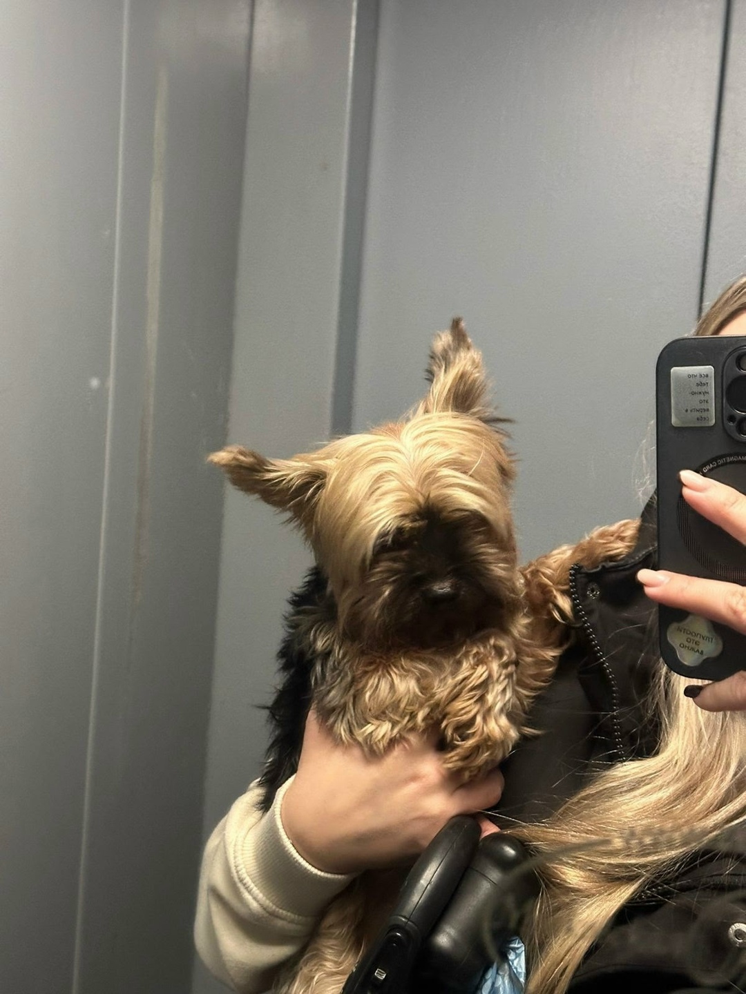 Найдена собака в Москве — фото объявления