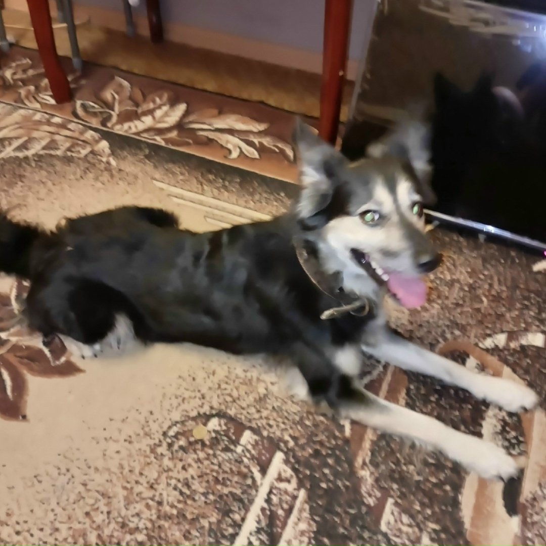 Пропала собака в Москве — фото объявления