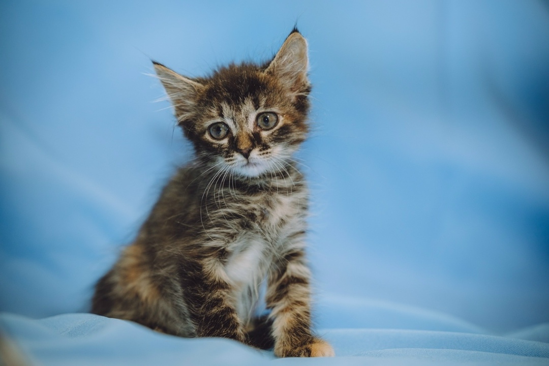 Найдена кошка в Москве — фото объявления