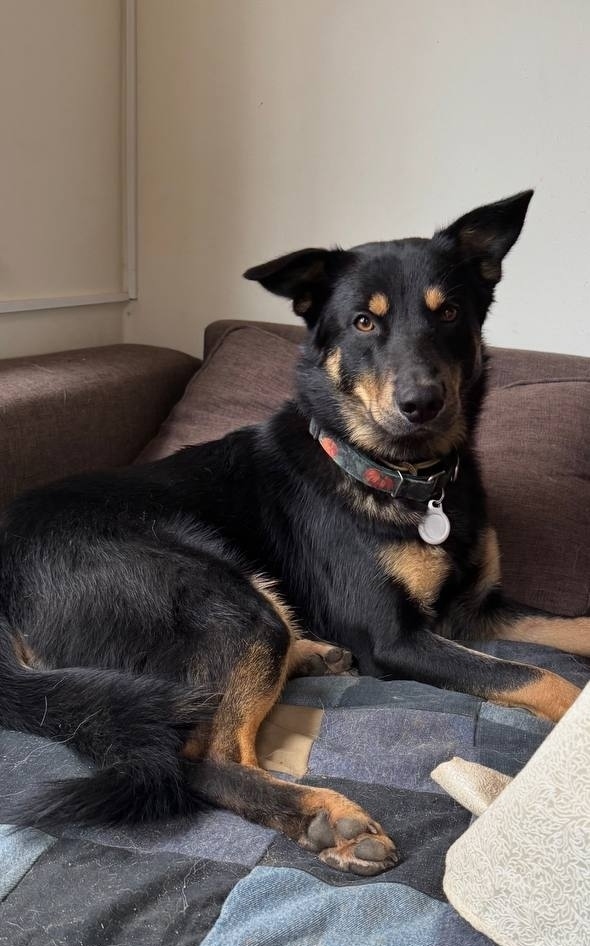 Пропала собака в Москве — фото объявления