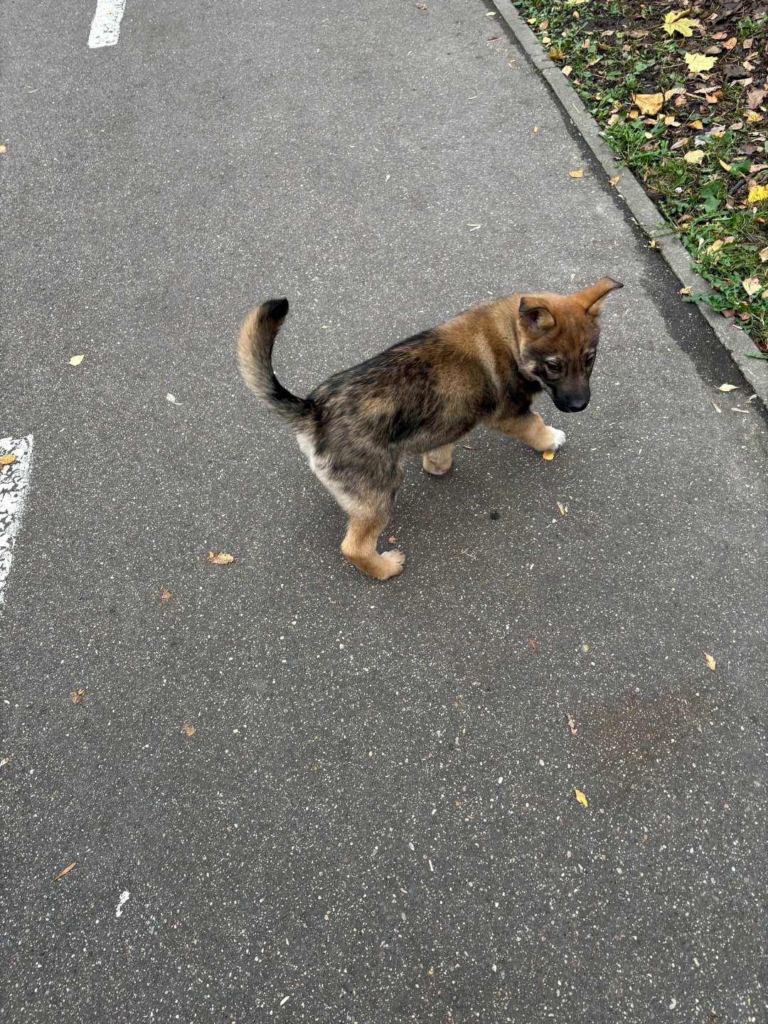 Найдена собака в Москве — фото объявления