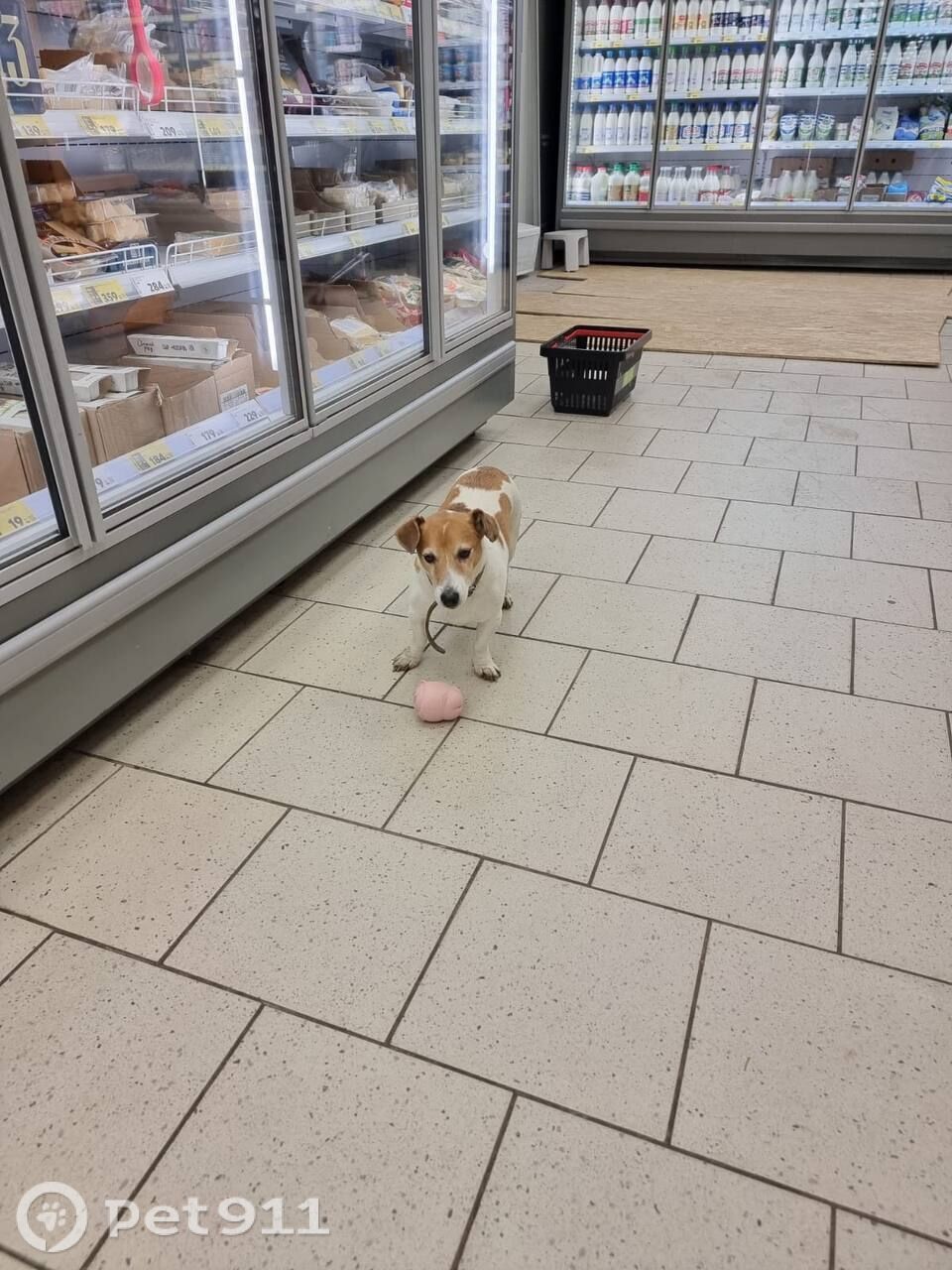 Найдена собака в Москве — фото объявления