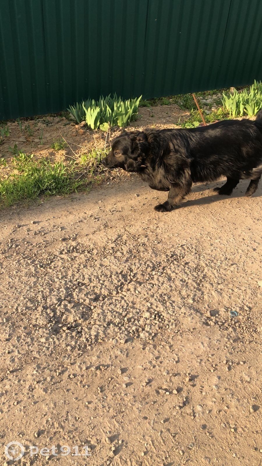 Пропала собака в Москве — фото объявления