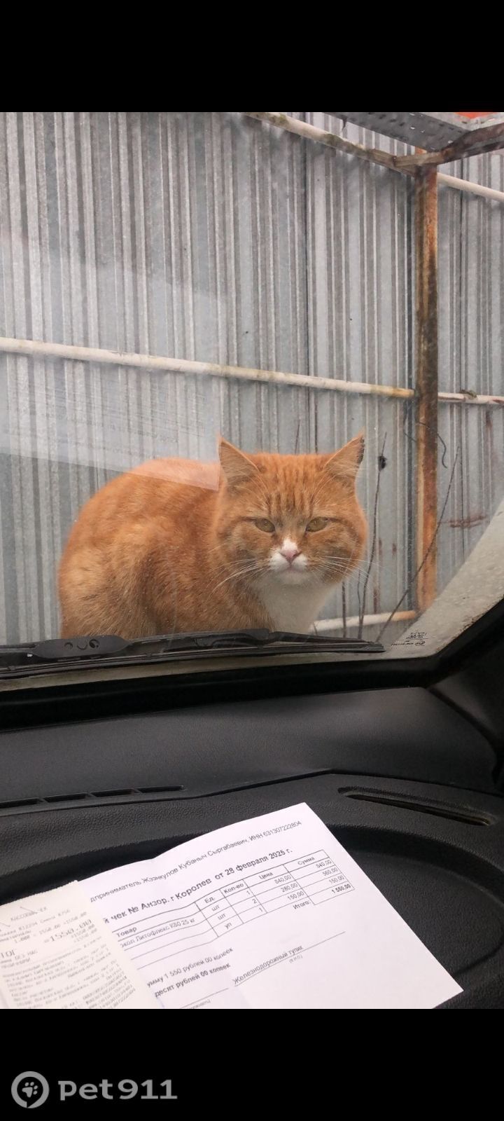 Пропала кошка в Москве — фото объявления