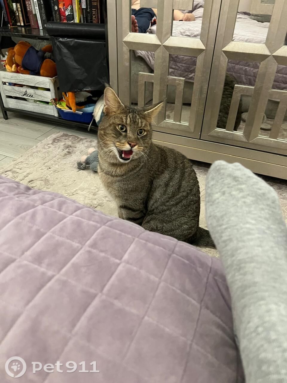 Пропала кошка в Москве — фото объявления