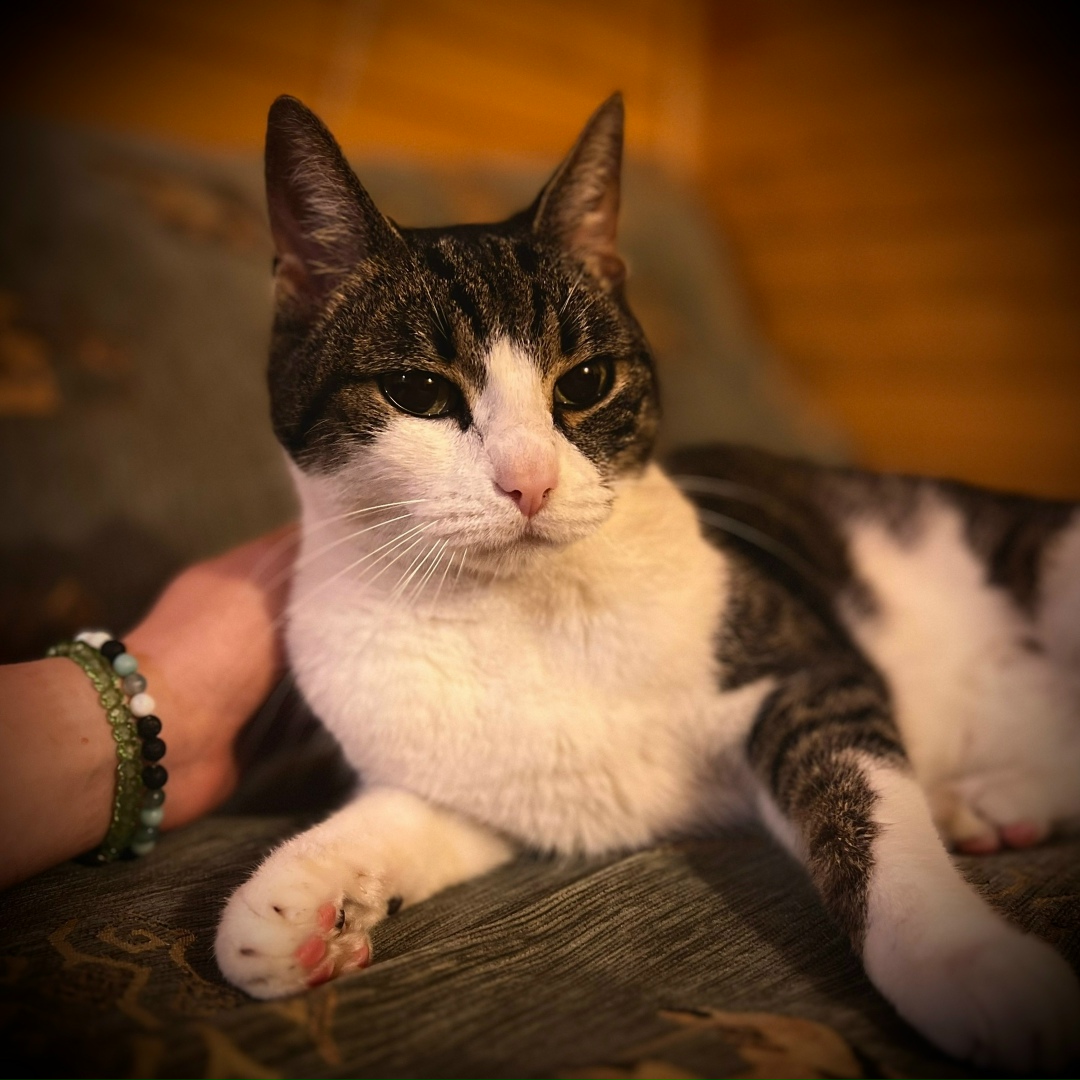 Найдена кошка в Москве — фото объявления