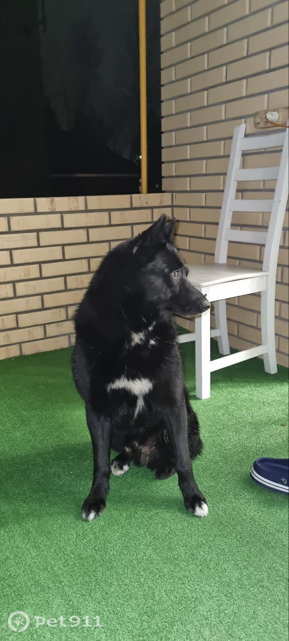 Найдена собака в Москве — фото объявления