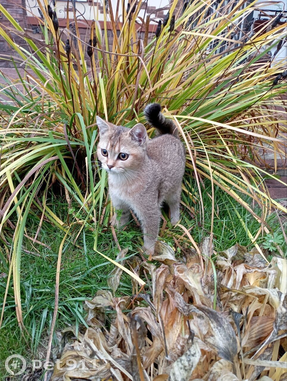 Пропала кошка в Москве — фото объявления