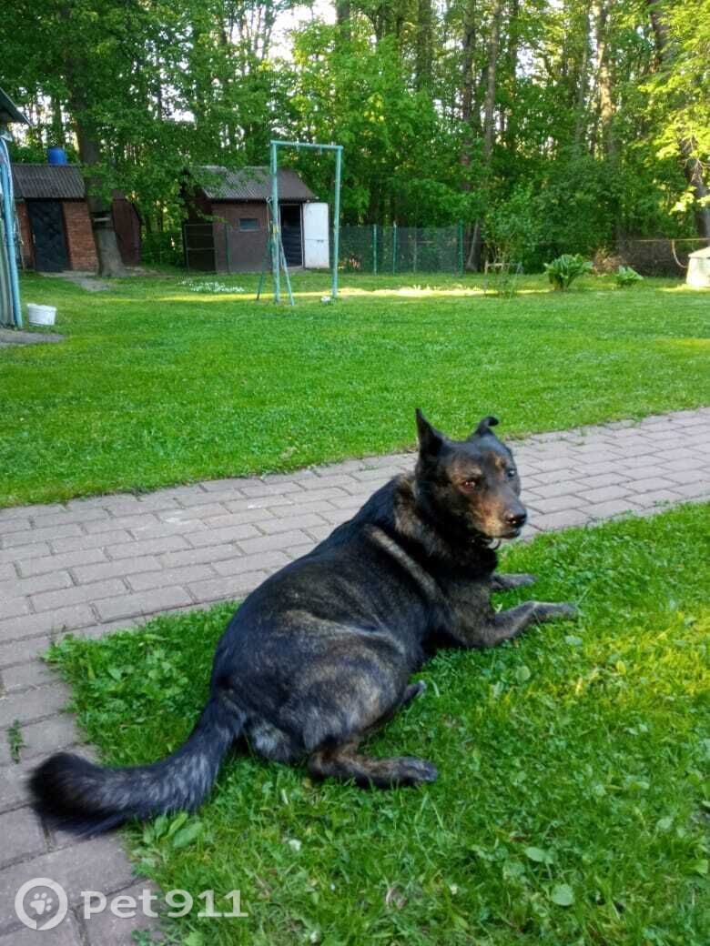 Пропала собака в Москве — фото объявления