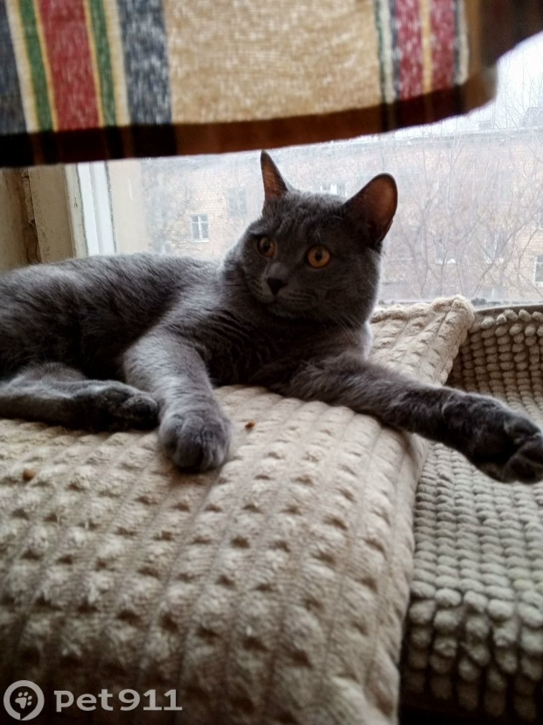 Найдена кошка в Москве — фото объявления