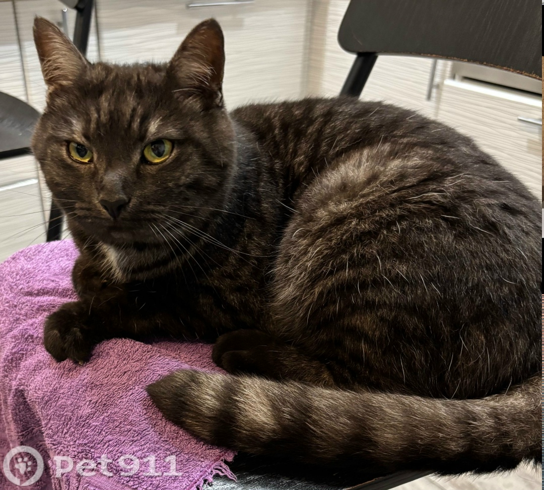 Пропала кошка в Москве — фото объявления