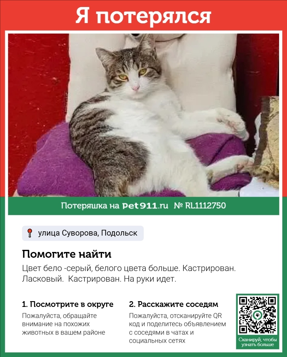 Пропала кошка в Москве — фото объявления
