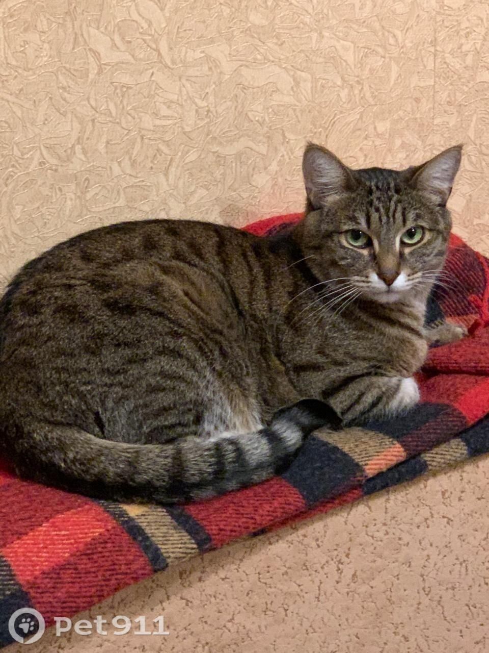 Пропала кошка в Москве — фото объявления