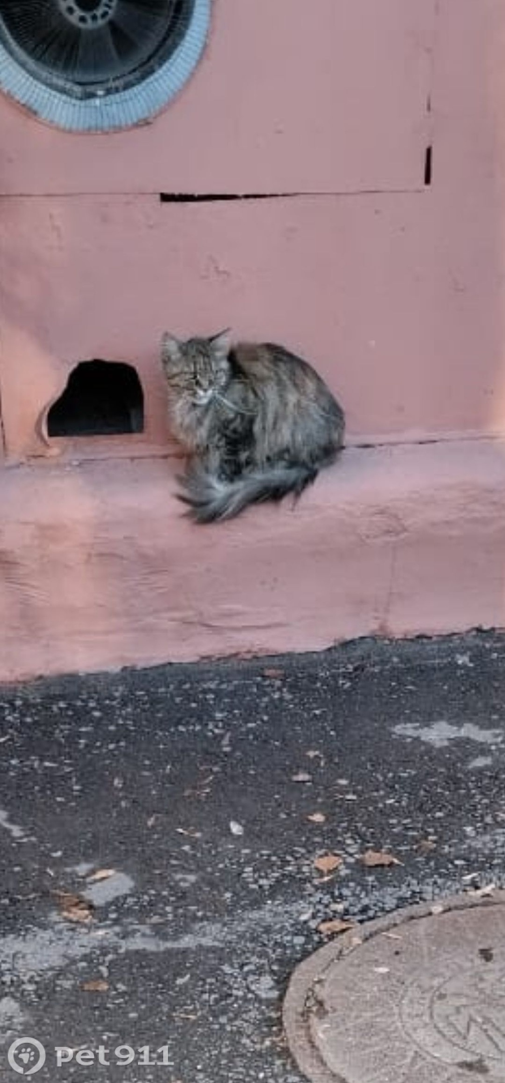 Найдена собака в Москве — фото объявления