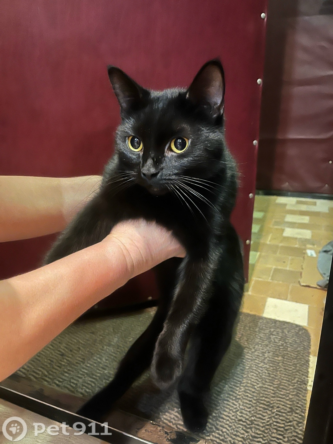 Найдена кошка в Москве — фото объявления