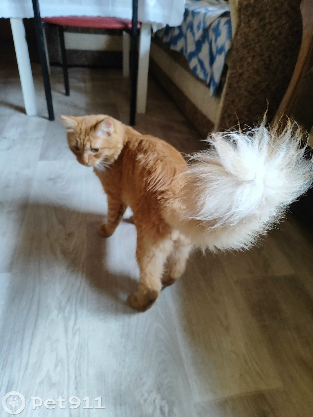 Пропала кошка в Москве — фото объявления