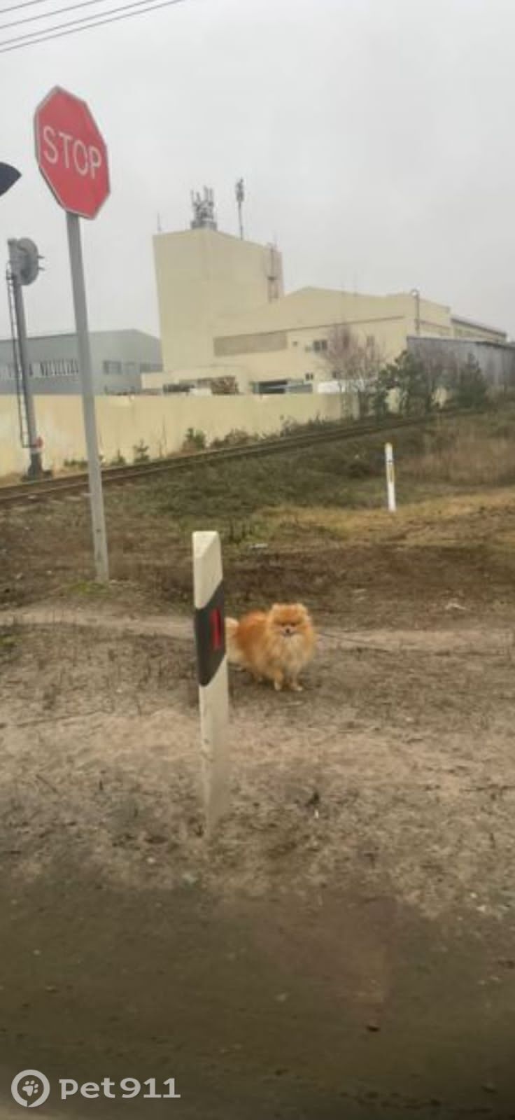 Пропала собака в Москве — фото объявления
