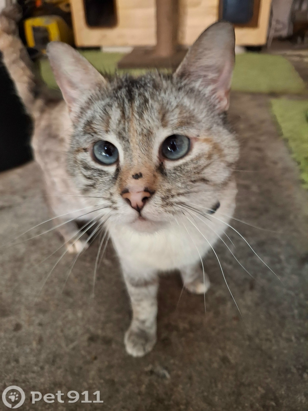 Пропала кошка в Москве — фото объявления