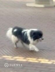 Найдена собака в Москве — фото объявления