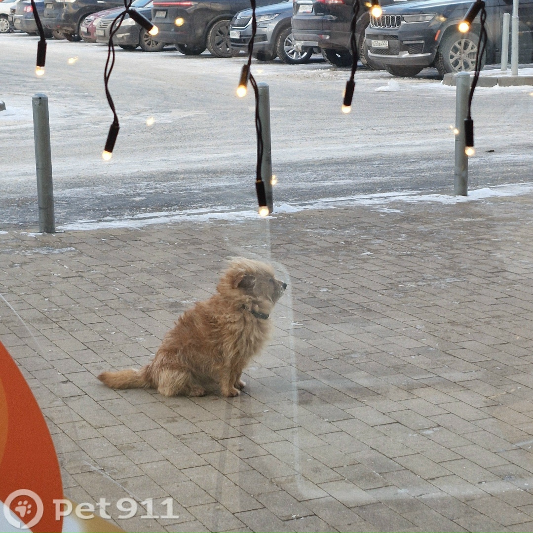 Найдена собака в Москве — фото объявления