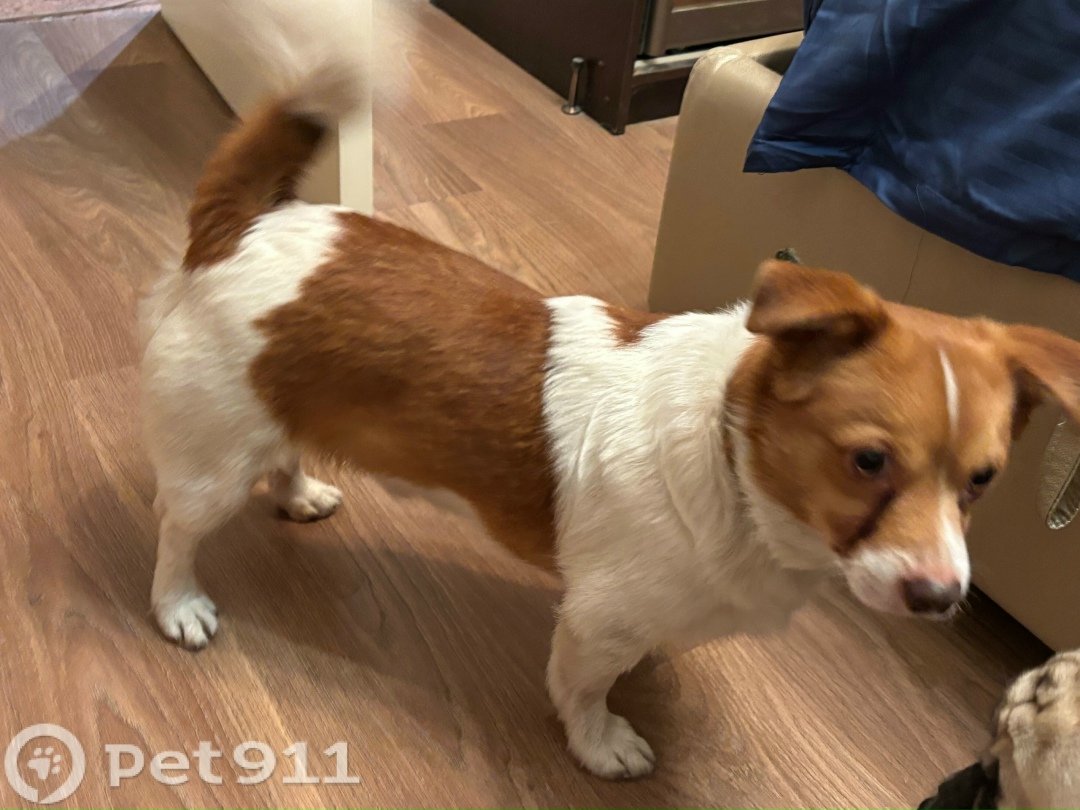 Найдена собака в Москве — фото объявления