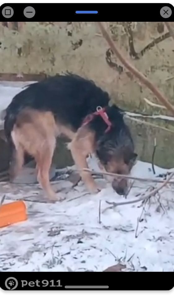 Найдена собака в Москве — фото объявления