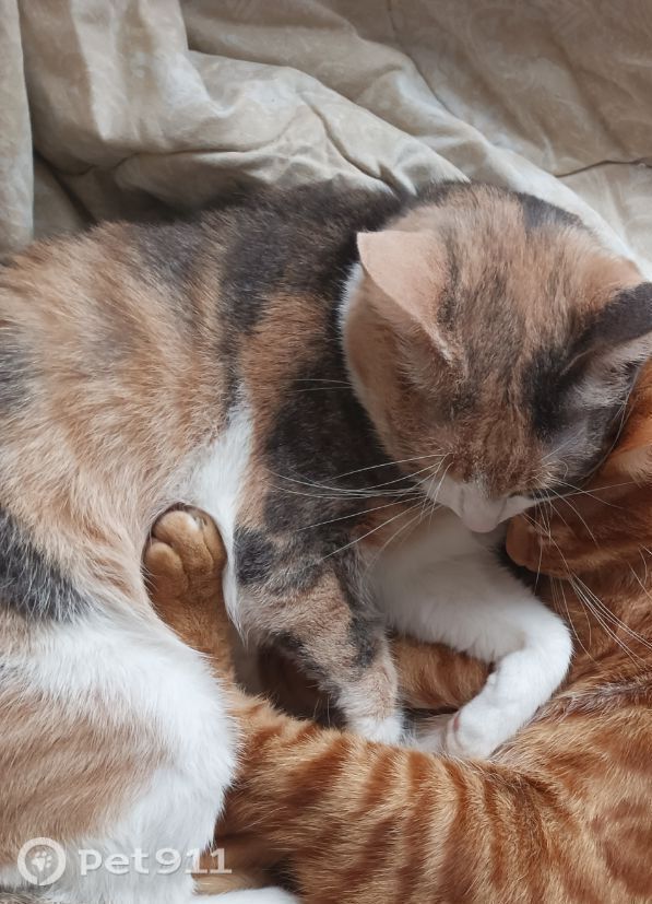 Пропала кошка в Москве — фото объявления