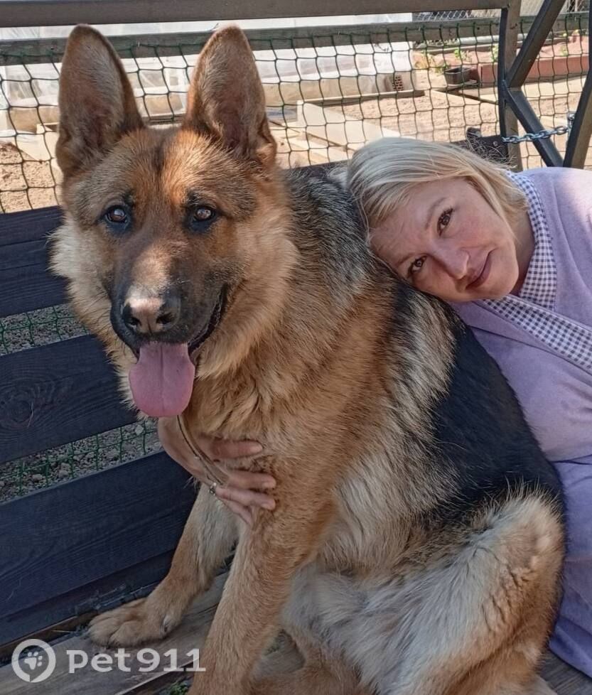 Пропала собака в Москве — фото объявления