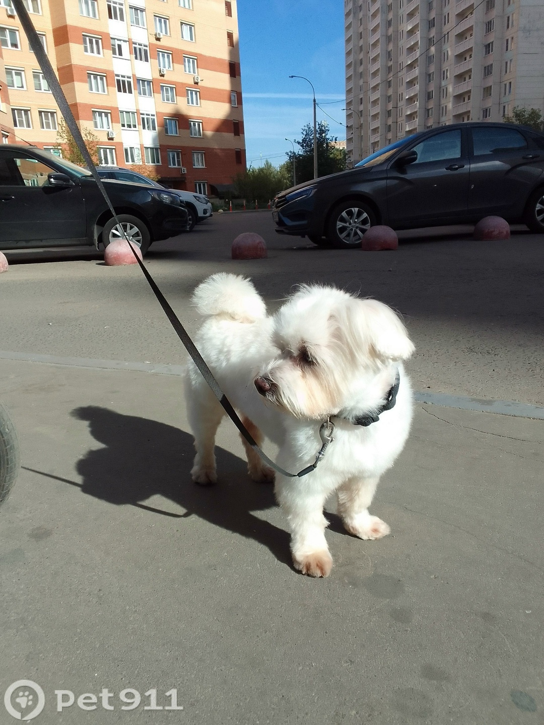 Пропала собака в Москве — фото объявления