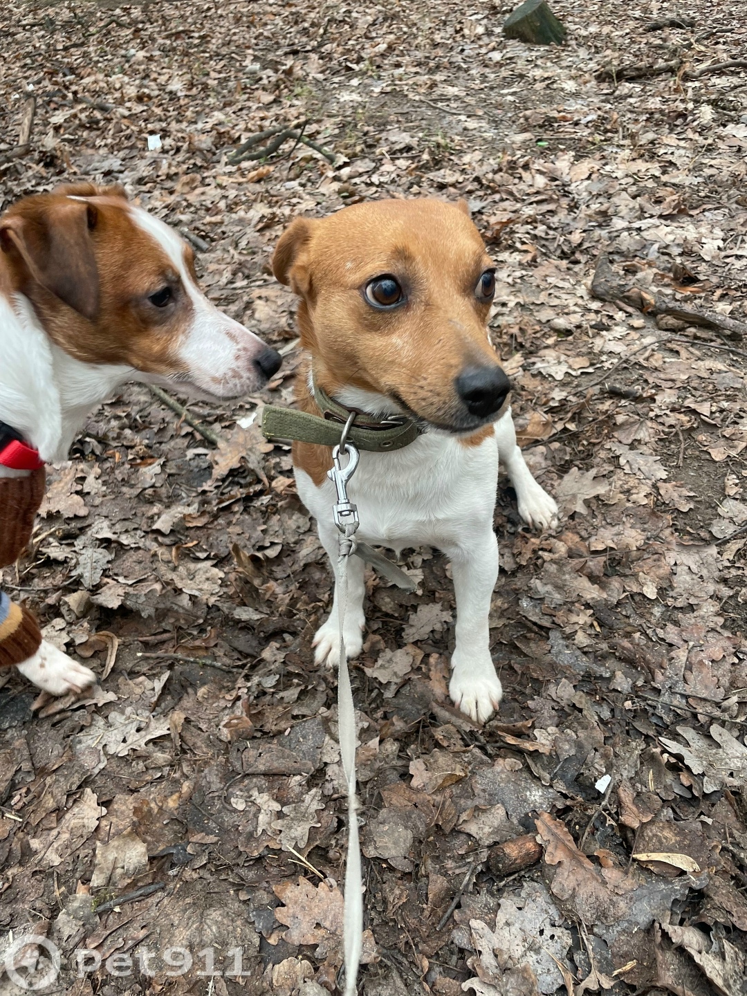 Найдена собака в Москве — фото объявления