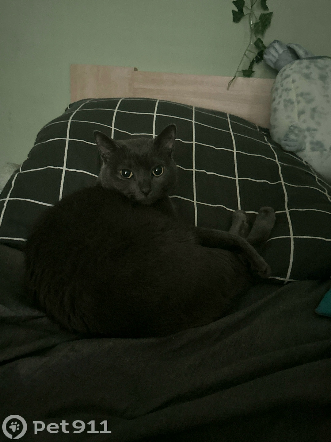 Пропала кошка в Москве — фото объявления