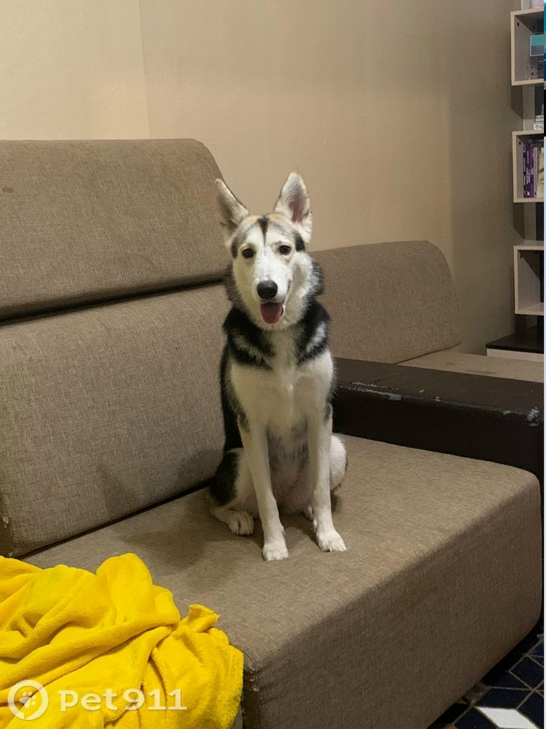 Пропала собака в Москве — фото объявления