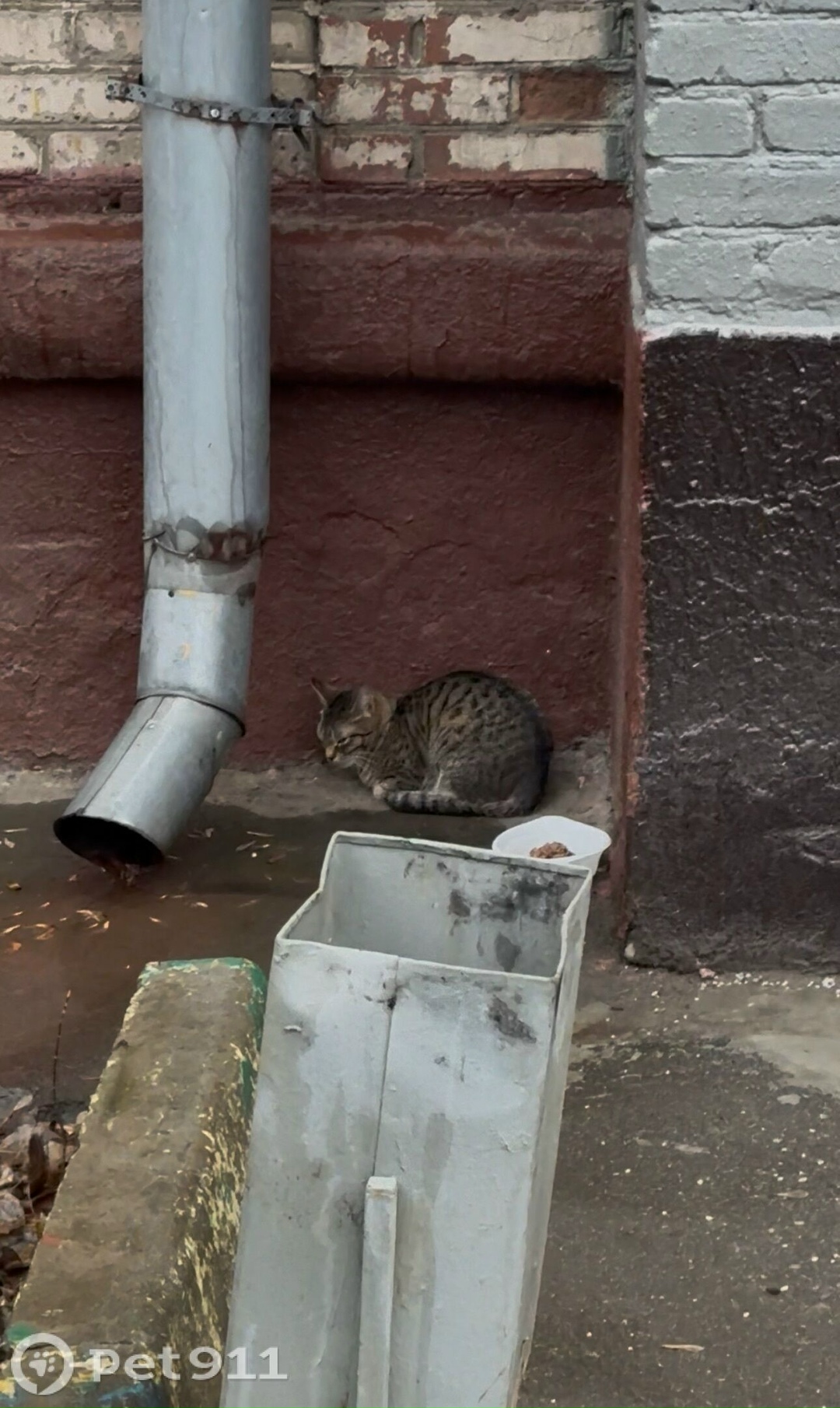 Найдена кошка в Москве — фото объявления