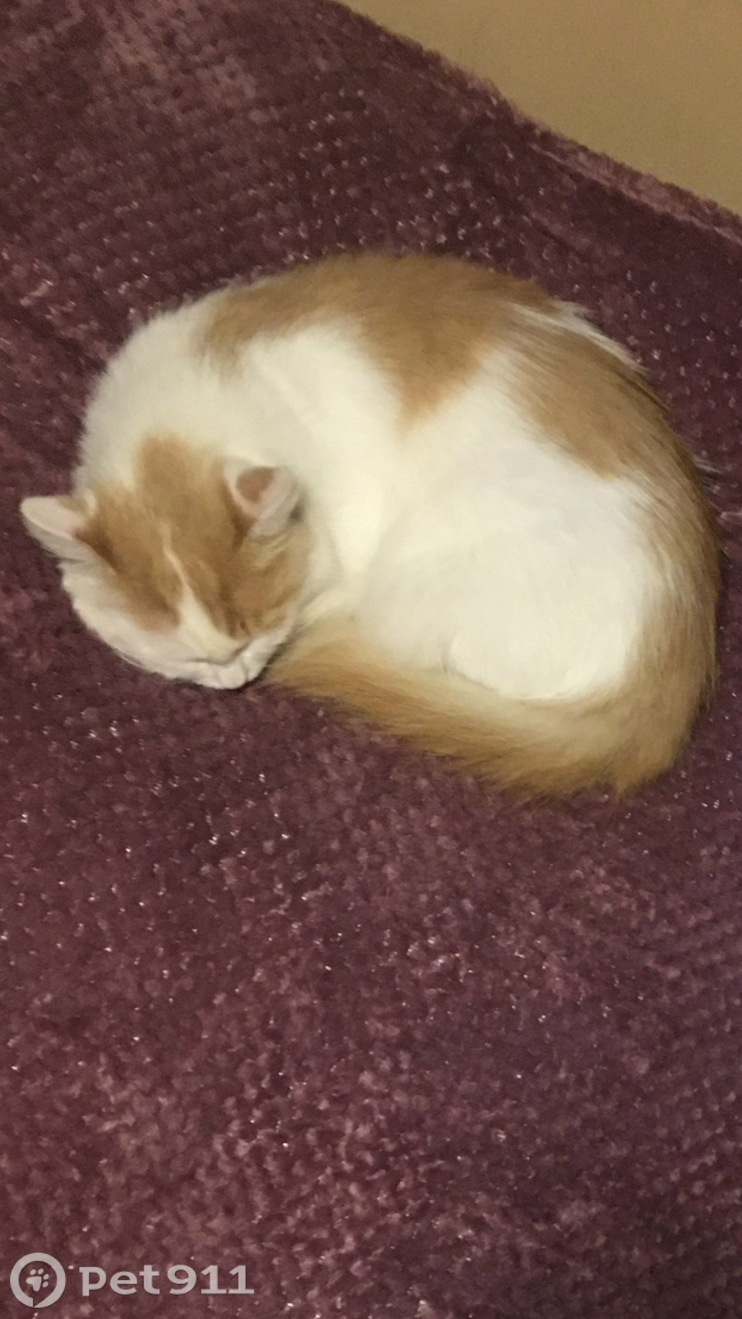 Пропала кошка в Москве — фото объявления