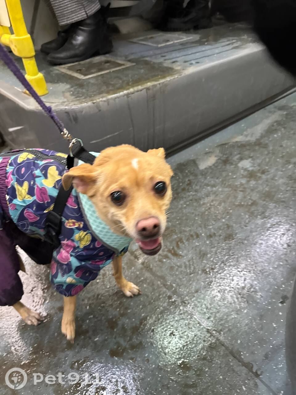 Найдена собака в Москве — фото объявления