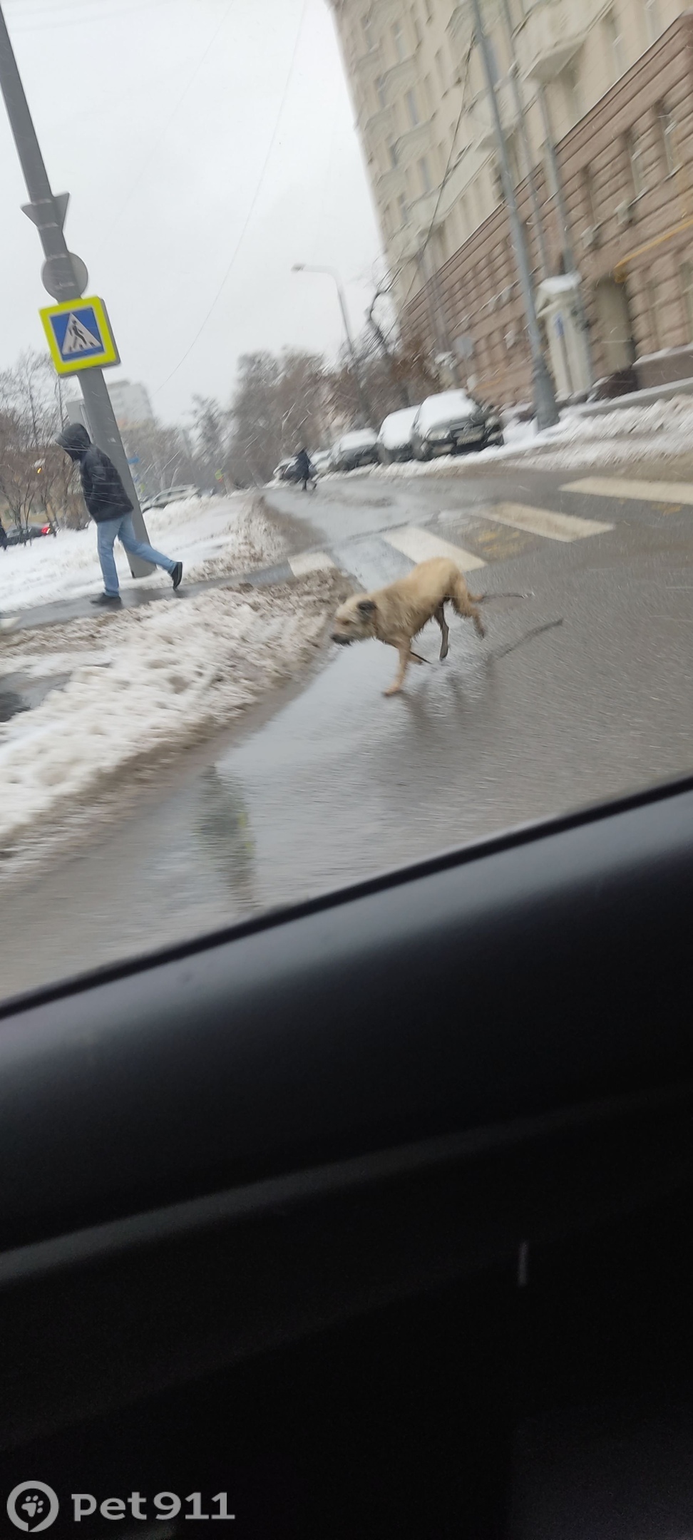 Найдена собака в Москве — фото объявления