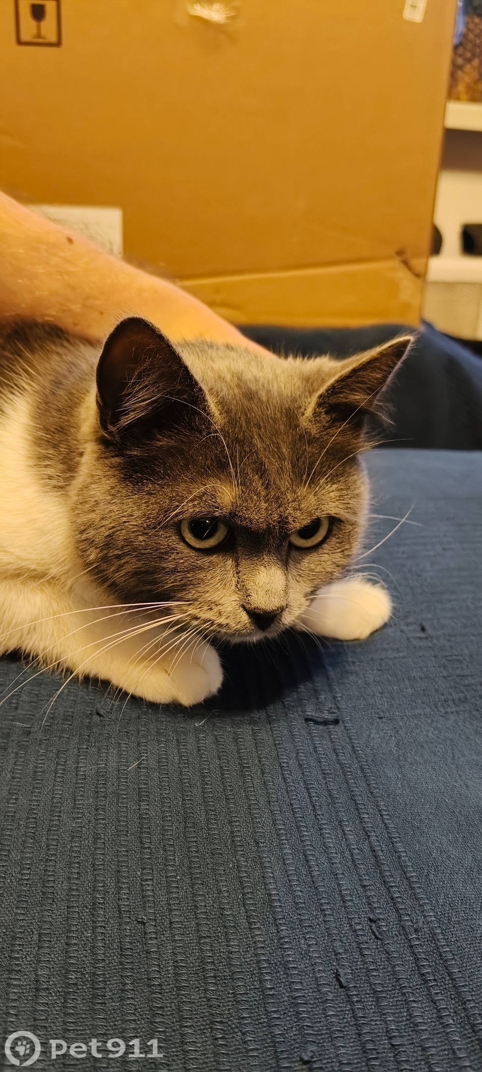 Найдена кошка в Москве — фото объявления