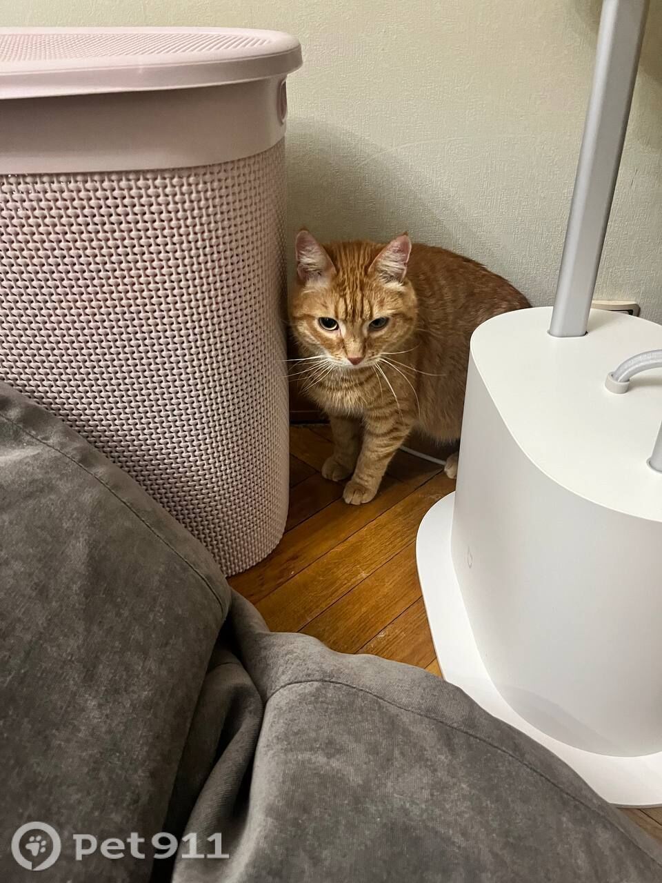 Найдена кошка в Москве — фото объявления